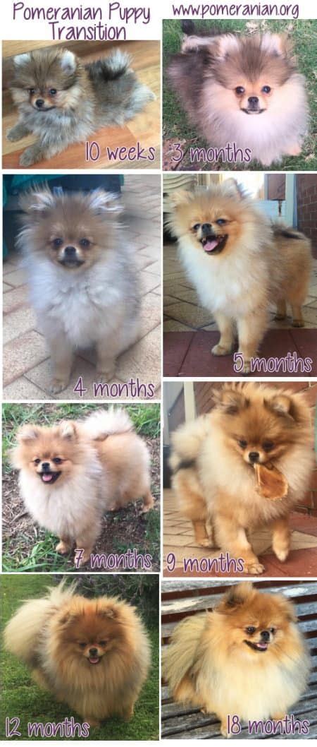 Pomeranian age span - Health And Life Expectancy. Indian Spitz is generally a healthy dog breed. They will breed once a year, and each litter will have upto 5 puppies. As a rule of thumb, smaller dogs live longer than larger ones. The average lifespan of an Indian Spitz is 10-14 years. But with proper care, they can live upto 16 years.